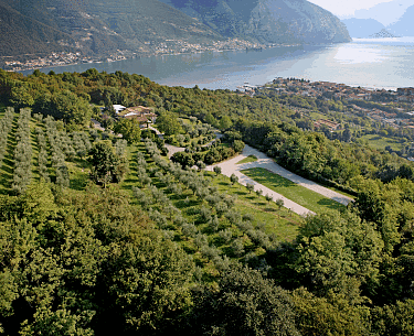 Olivenhaine der Collina Mirabella Farm