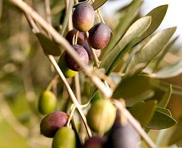 Olivenhaine des Romantik Hotel Relais Mirabella