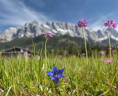 Bergwiese mit heimischen Blumen