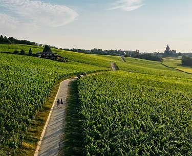 Weinberge am Genfer See