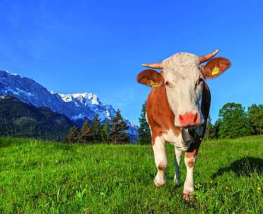 Kuh auf der Höhenrain Wiese hinter dem Hotel