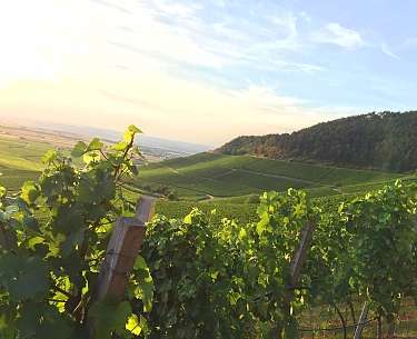 Weingut