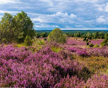 Wandern Lüneburger Heide