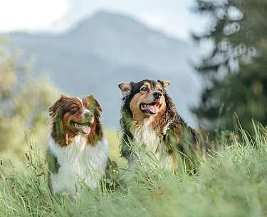 Hunde vor einer Bergkuliise