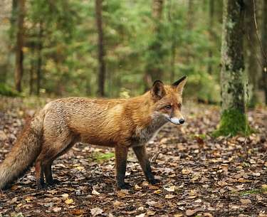 Der Fuchs im Wald