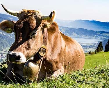 Oberstaufen Kuh