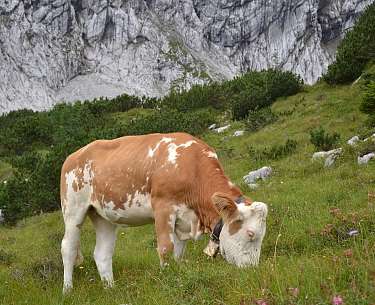 Allgäu Kuh