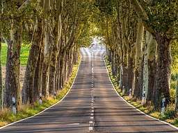 Blick auf eine Allee mit herbstlichen Bäumen
