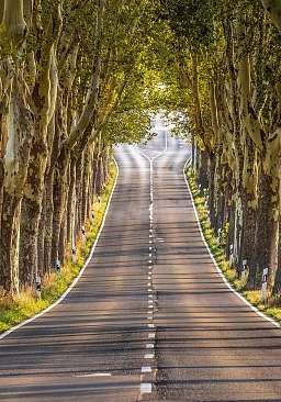 Blick auf eine Allee mit herbstlichen Bäumen