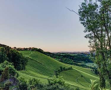 Blick auf einen Weinberg nahe des Romantik Wanderhotels 