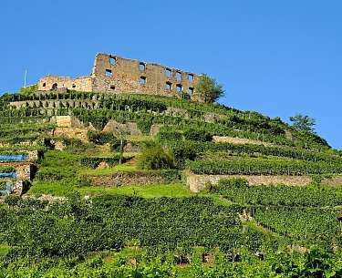 Weinberge um die Burg Staufen