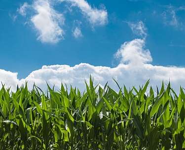 Blick auf ein grünes Maisfeld mit blauem Himmel und Wolken im Hintergrund