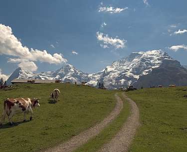 Kühe auf der Weide vor dem Jungfraujochmassiv