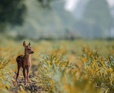 Junges Reh auf der Wiese