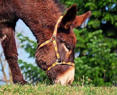 donkey gfcb97ce84 1280