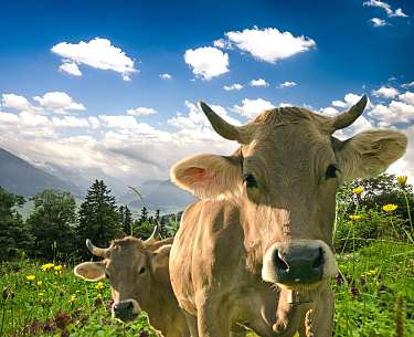 Kuh auf einer Wiese im Allgäu