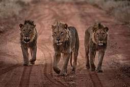 Löwen, Etosha, Namibia. ©Mikkel Beiter