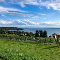Eine grüne Wiese im Sommer mit dem Bodensee im Hintergrund