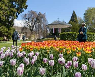 Tulpenblüte in Morges