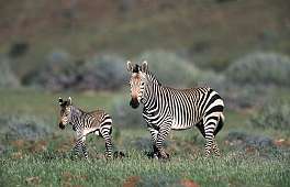 Bergzebra mit Fohlen, Namibia