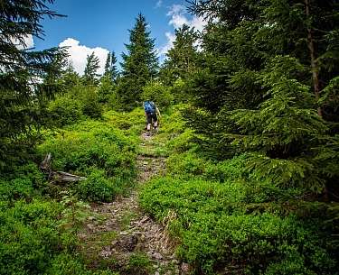 Ein Wanderer im Wald