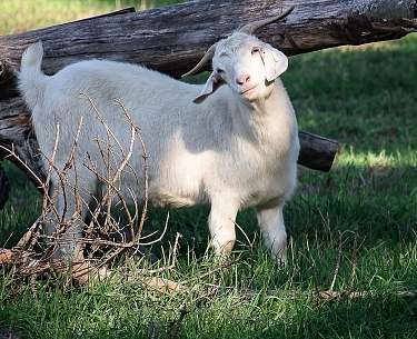 Ziege im Tierpark Mundenhof 
