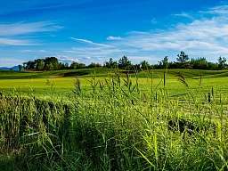 Ein Golfplatz im Grünen bei schönem Wetter