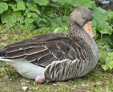 Wildgans als Wahrzeichen von Grünau im Almtal