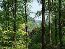 Aussicht im Nationalpark Hoge Kampen zwischen Bäumen