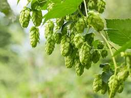 Hopfen