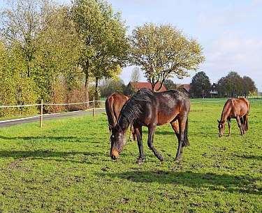 Pferde im Münsterland