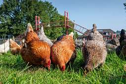 Hühner im Jagdhaus Eiden