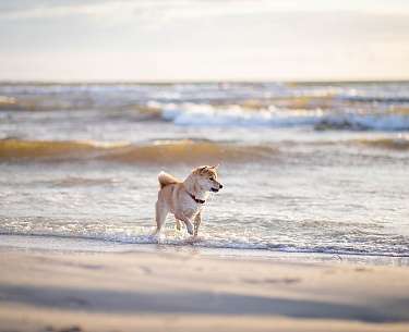 Hund am Strand