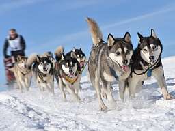 Husky Wintertour
