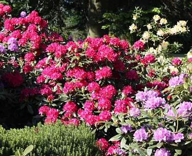 Rhododendron Blüte im Ammerland