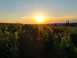 Blick auf Weinreben im Sonnenuntergang Italiens