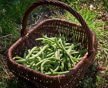 Bohnenkorb
