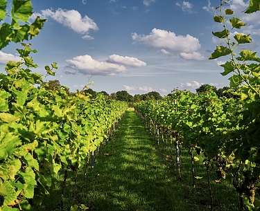 Eigener Weinberg des Romantik Hotel Jagdhaus Eiden