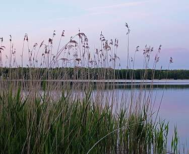 Blick auf einen See mit Schilf in der Abenddämmerung