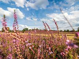 Lüneburger Heide