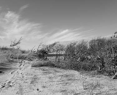 Dünenansicht Schwarz-Weiß Nationalpark Vorpommersche Boddenlandschaft Prerow 