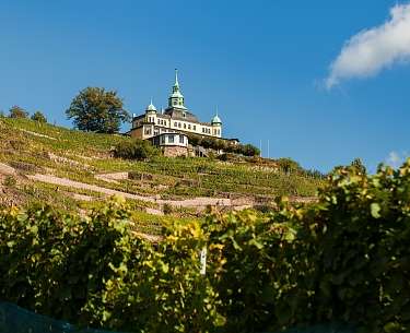 Weinberge bei Radebeul
