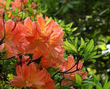 Rhododendron im Arboretum