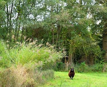 romantik hotel het ros van twente wandern