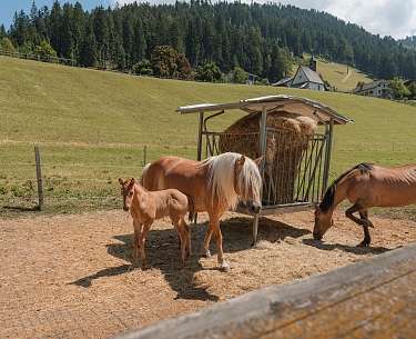 Pferdetrekking in Cavallino Ranch