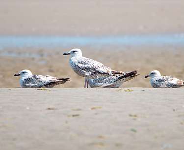 Nationalpark Wattenmeer