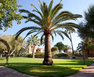 Palme auf Mallorca