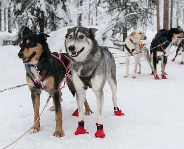 Vier Schneehunde stehen im Schneeurlaub angeleint an einen Schlitten im Schnee 