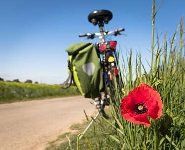 Blick auf eine Mohnblume und Fahrrad