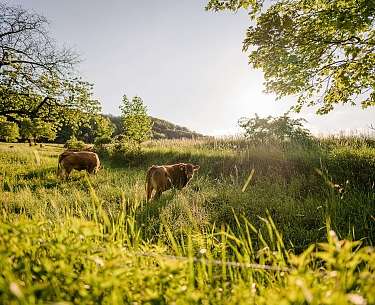 grüne Wiese mit Rindern 